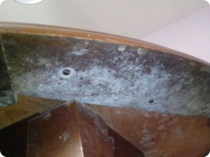 Mould Growth and Condensaition Problems